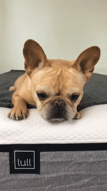 Tired Dog GIF by Lull