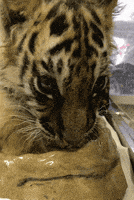 happy big cat GIF by San Diego Zoo