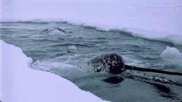 Narwhal GIFs - Get the best GIF on GIPHY