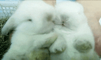 white rabbit love GIF