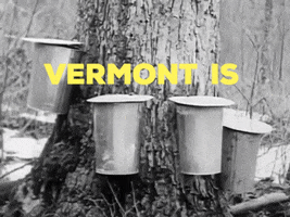 maple syrup uvm GIF by University of Vermont