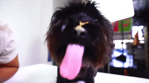 Dog-licking-peanut-butter GIFs - Get the best GIF on GIPHY