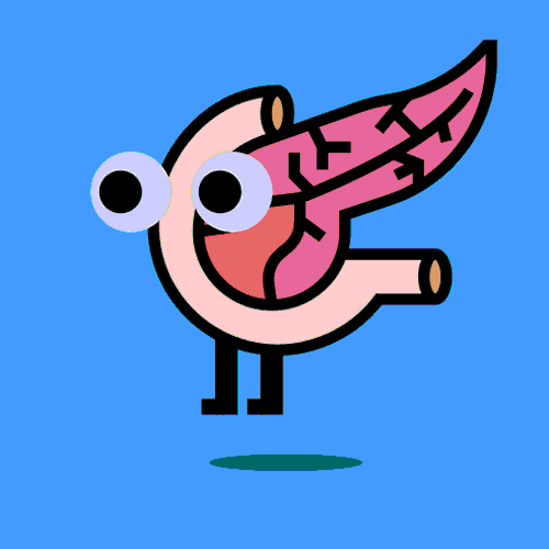 Pancreas GIF