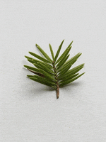 pine needle GIF
