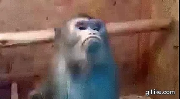 No Way Monkey GIF