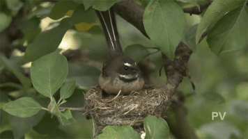 Birdoftheyear Newzealandbird GIF
