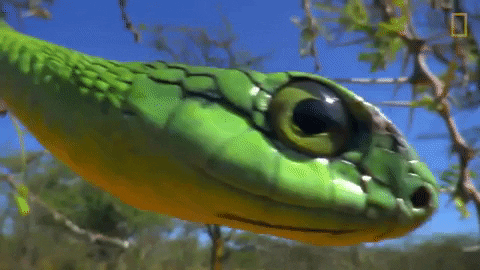 wide screen snake gif wide screen snake gif