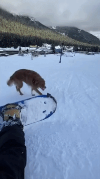 Snow Pal Like a Dog: Snowboarder and Canine Hit the Slopes