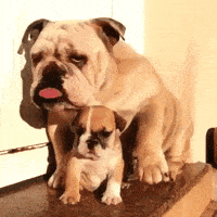 puppy dogs bulldog