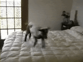 bed jumping GIF