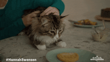 Cat GIF by Hallmark Movies & Mysteries
