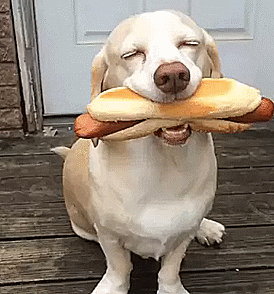 hot-dog dog GIF