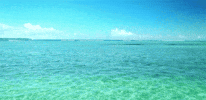 water sea GIF