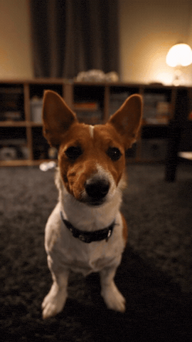Test Dog GIF