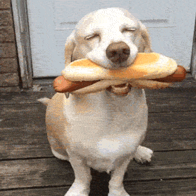 Video gif. A happy dog wags his tail and closes his eyes in bliss with a huge hot dog in his mouth.