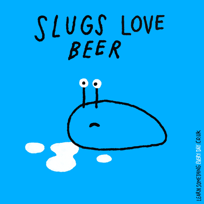 beer love GIF by Learn Something Every Day