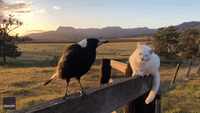 Mimicking Magpie Delivers Pitch-Perfect Rooster Crow at Sunrise as Cat Watches On