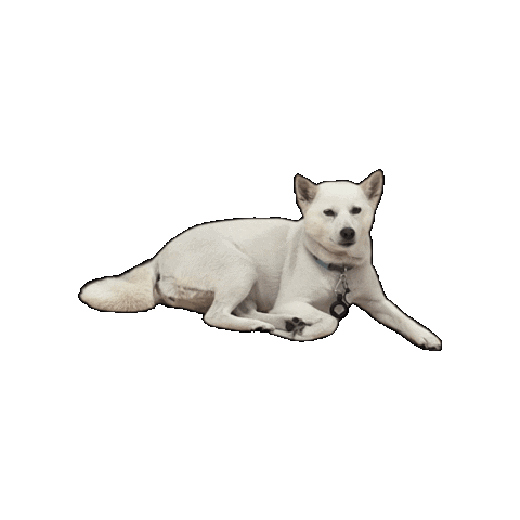Shiba Inu Dog Sticker by Weinstein Legal Team