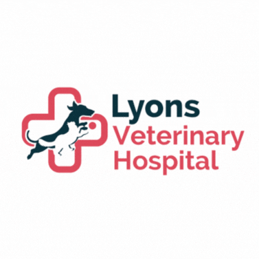 Pets Vet GIF by Lyons Veterinary Hospital