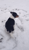 Snow Puppy GIF by SCHIMMEL VELO