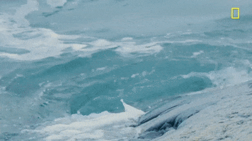 nat geo penguins GIF by National Geographic Channel
