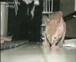 200.gif#18