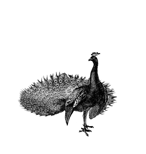 GIF by The Classic Safari Company