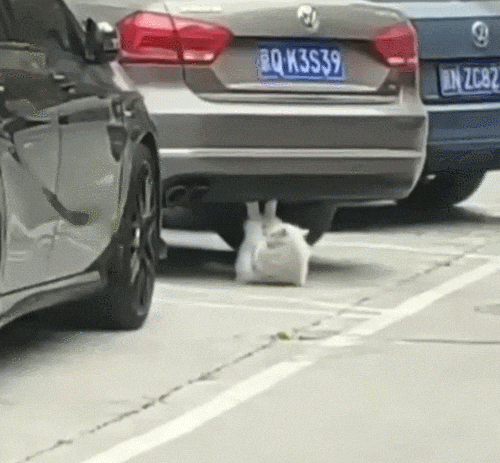 cat exercise GIF