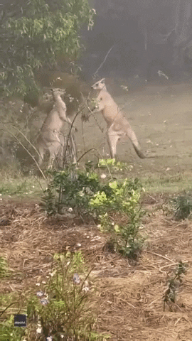 Funny Animals Kangaroos GIF by Storyful