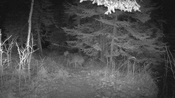 Animals GIF