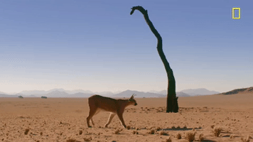 GIF by National Geographic Channel