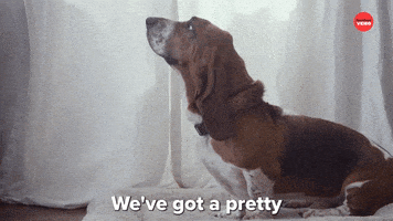 Best Friends Dog GIF by BuzzFeed
