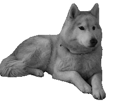 Sticker by Appartements_Andy