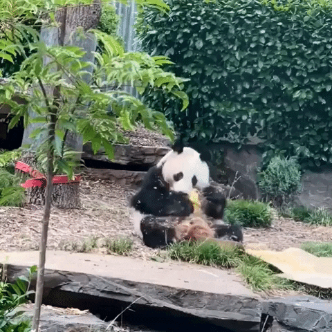 Panda Shower GIF by Storyful