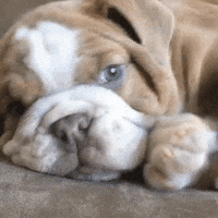 Puppy Bed GIF