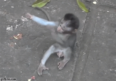 Monkey GIFs - Get the best GIF on GIPHY