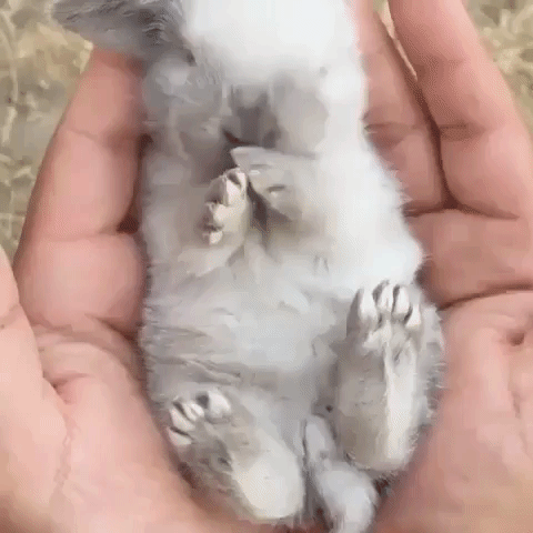 Adorable Bunny GIF - Find & Share on GIPHY