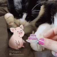 happy birthday cat GIF by Alba Paris