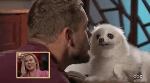 The Bachelor Kiss GIF by MOODMAN - Find & Share on GIPHY