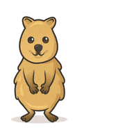 Quokka GIF by Business Events Perth