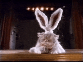 Easter Sunday Cat GIF