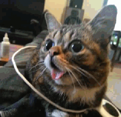 Lil Bub Cat GIF - Find & Share on GIPHY