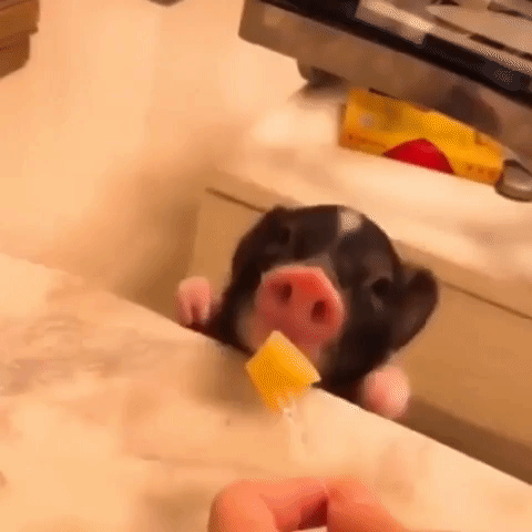 Adorable Baby Pig GIF - Find & Share on GIPHY