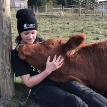 Cute Cow GIFs - Get the best GIF on GIPHY