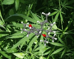 cannabis GIF