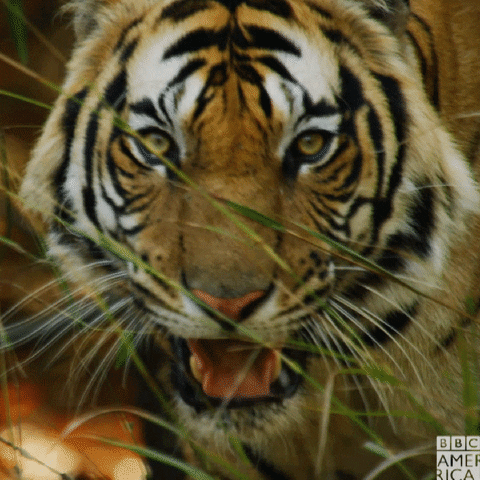 Tigre GIFs - Get the best GIF on GIPHY