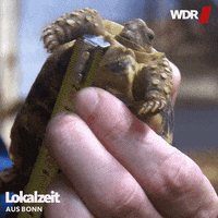 long neck hello GIF by WDR