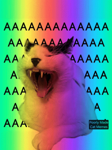 Cat Funny Memes GIF