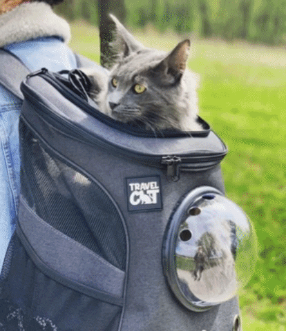GIF by Your Cat Backpack Travel Cat
