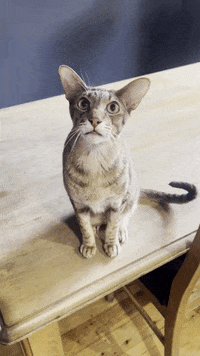 A gif of an grey oriental shorthair sitting and meowing